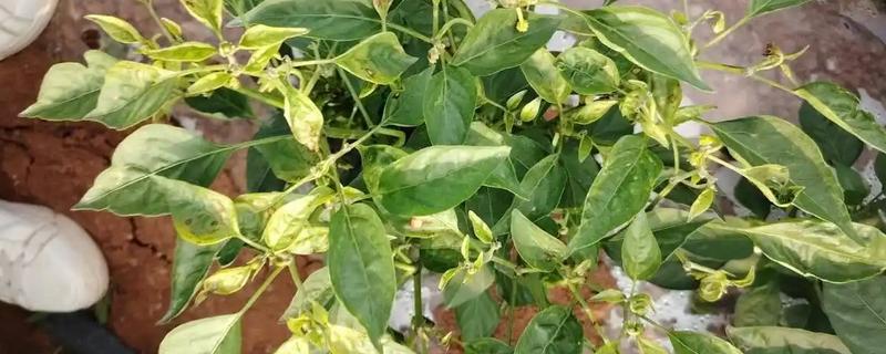 辣椒病害怎么防治，防治疫病可喷施百菌清等药物