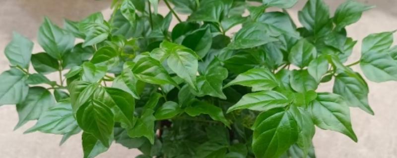 幸福树怎么养，需要控制浇水频次