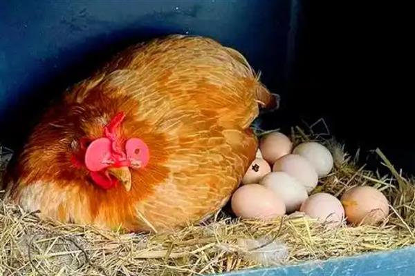 母鸡孵小鸡要注意什么,提供安全场所避免它受到威胁
