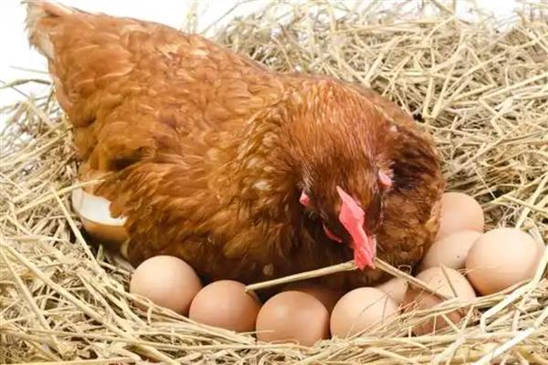 母鸡孵小鸡要注意什么,提供安全场所避免它受到威胁