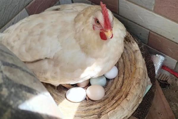 母鸡孵小鸡要注意什么,提供安全场所避免它受到威胁