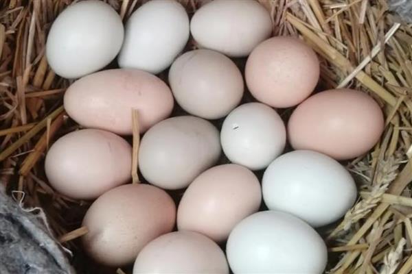 母鸡孵小鸡要注意什么,提供安全场所避免它受到威胁