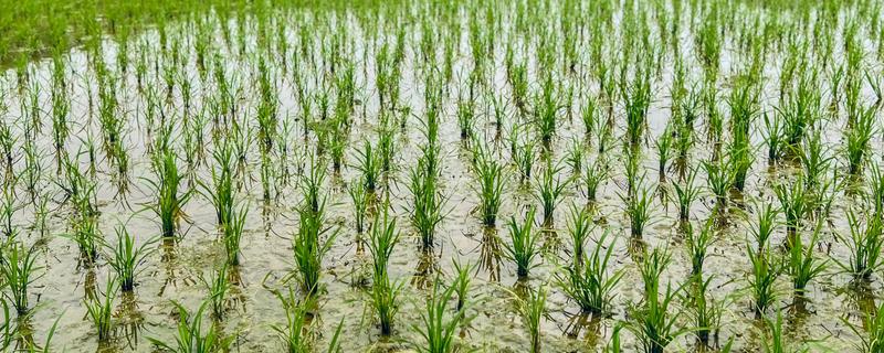 水稻的种植技术，晒种过程中要翻倒多次