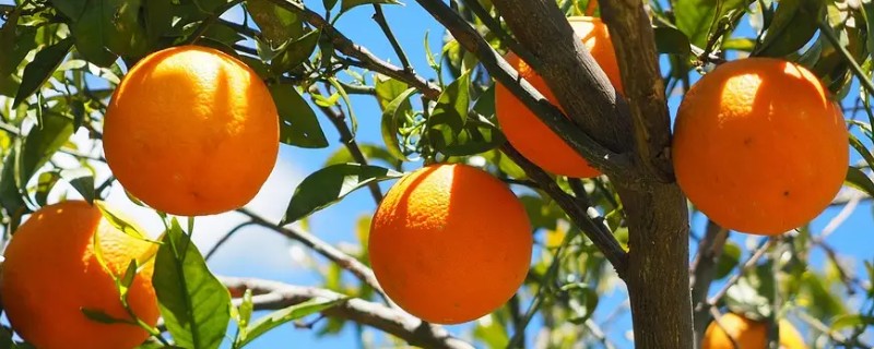 柑橘冻害如何恢复,冻伤的部位要及时修剪掉