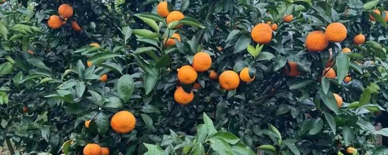 沃柑有什么特点，单果重为130克左右