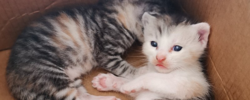 幼龄猫咪什么时候发腮，一般在3-5月龄开始发腮