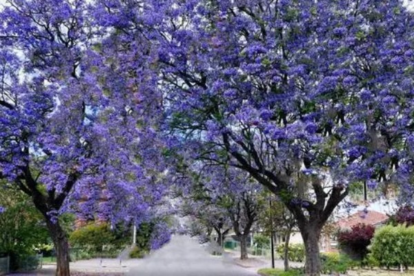 蓝花楹的产地,原产地在南美洲