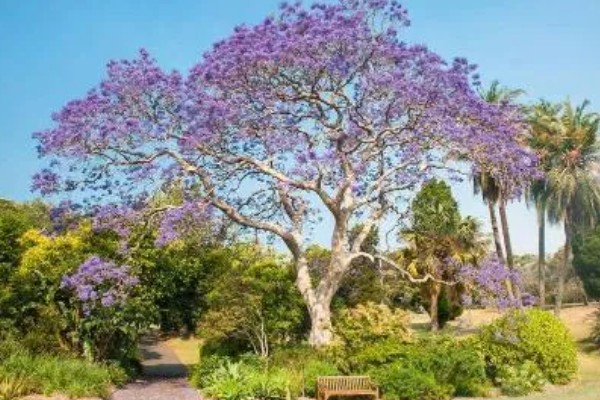蓝花楹的产地,原产地在南美洲