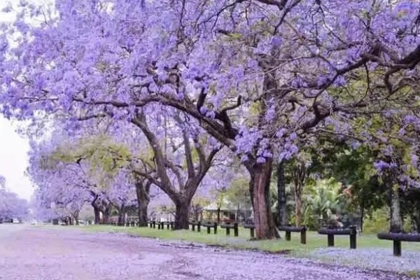 蓝花楹的产地,原产地在南美洲