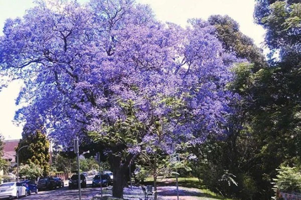 蓝花楹的产地,原产地在南美洲