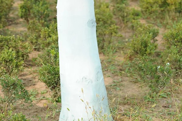 蓝花楹的产地,原产地在南美洲