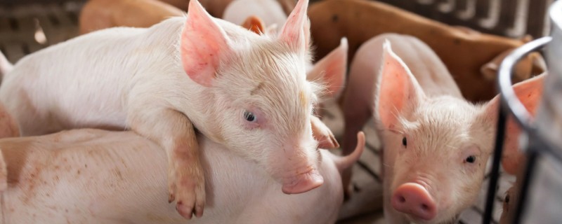 引起猪泪斑的原因，主要是猪舍环境不当