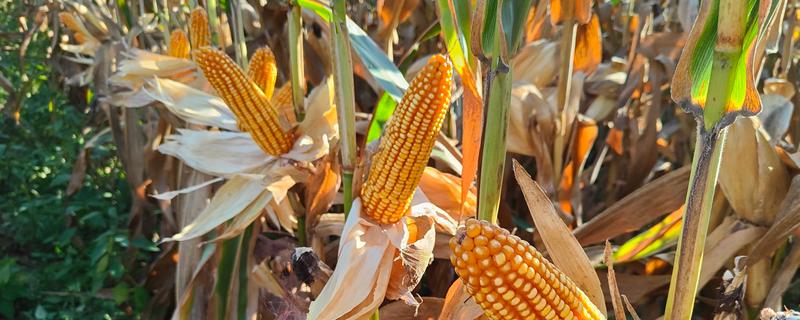 胜美999玉米种的特征特性，在不同玉米组中的熟期有区别