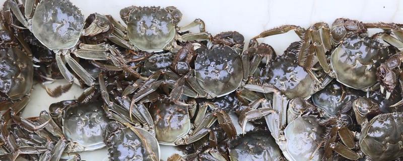 河蟹的存活时间，寿命多为2年左右