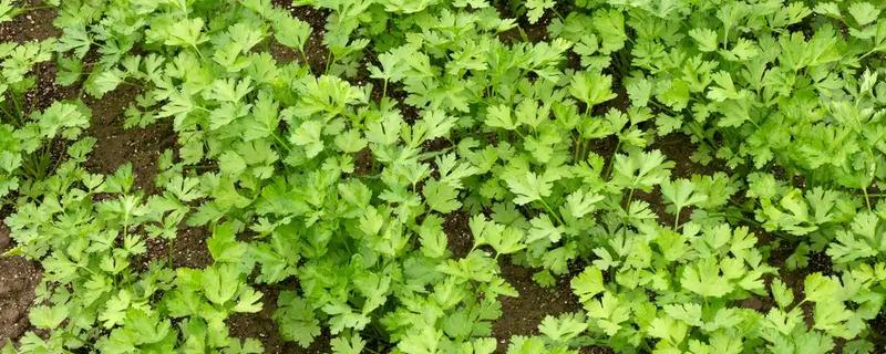 10月份种香菜算晚吗，种植后可缩短生长周期