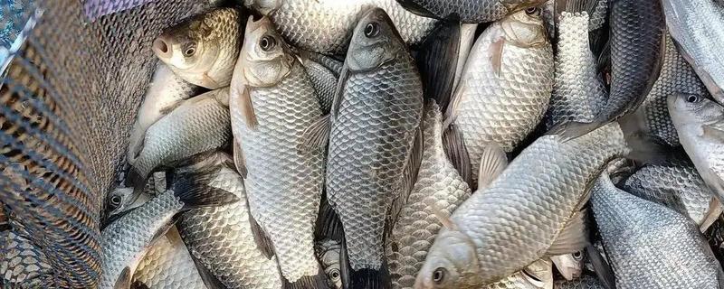 钓鲫鱼最深钓多少米，最深可钓5-6米