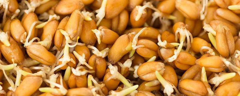 小麦种子的子叶数量，只有1片属于单子叶植物