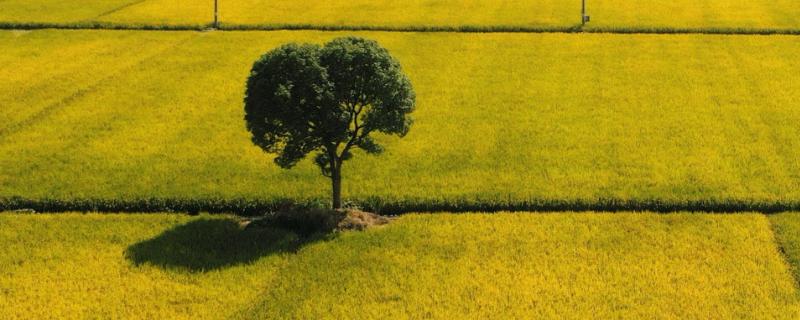 哪些农药可以烧死树根，百草枯、丁草胺等药物具有灭根效果