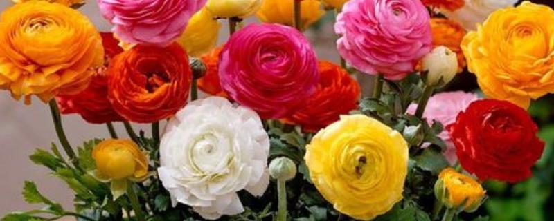 怎么养殖芹叶牡丹，春夏季节每周浇水4-5次