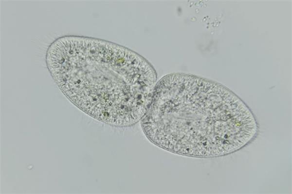 有哪几种无性生殖方式，常见以下6种