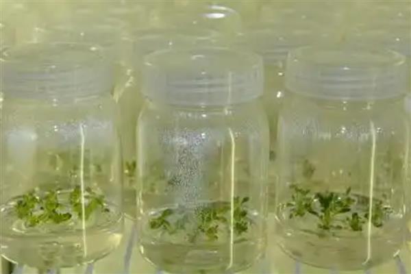 有哪几种无性生殖方式，常见以下6种