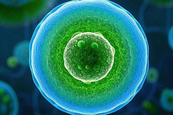 有哪几种无性生殖方式，常见以下6种