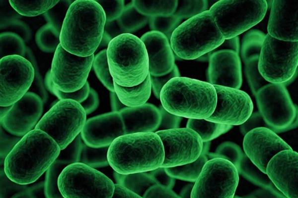 有哪几种无性生殖方式，常见以下6种