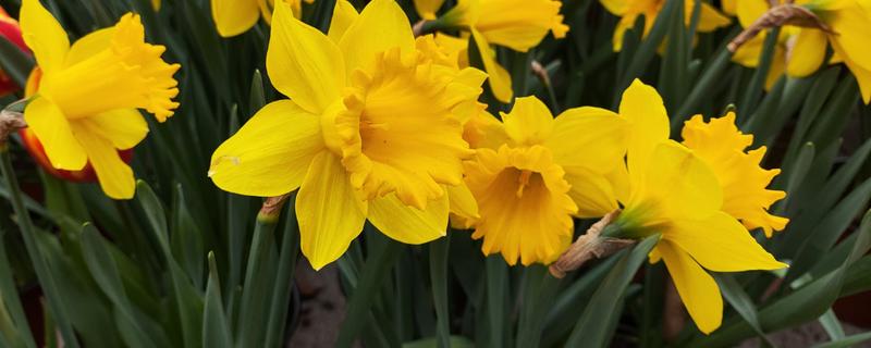 黄水仙的花语，寓意神秘