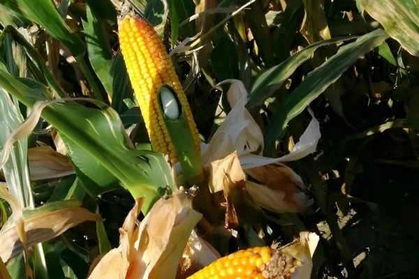 玉米开花到成熟要多久,通常需要约35-45天