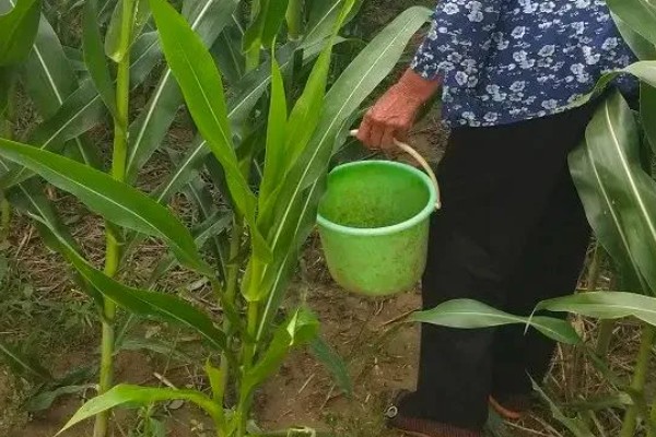 玉米开花到成熟要多久,通常需要约35-45天