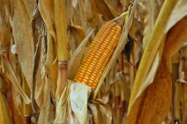 玉米开花到成熟要多久,通常需要约35-45天