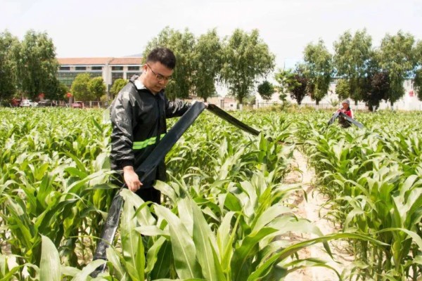 玉米开花到成熟要多久,通常需要约35-45天