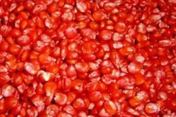 玉米开花到成熟要多久,通常需要约35-45天