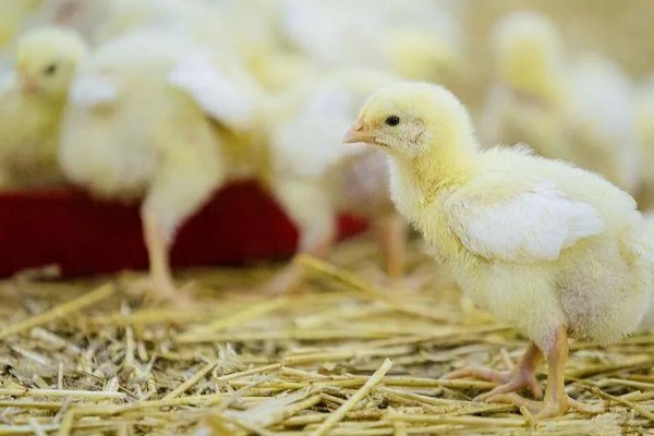 训练小鸡听话的方法,采用奖励饲喂的方法