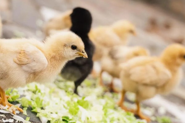 训练小鸡听话的方法,采用奖励饲喂的方法