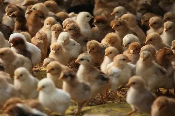 训练小鸡听话的方法,采用奖励饲喂的方法