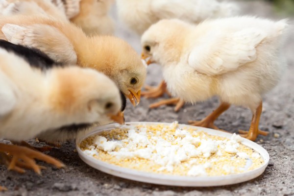 训练小鸡听话的方法,采用奖励饲喂的方法