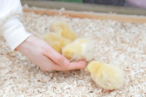 训练小鸡听话的方法,采用奖励饲喂的方法