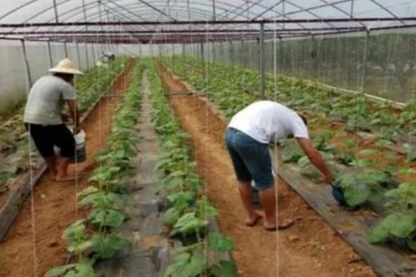 露地种植哈密瓜的方法，果实膨大期要浇透水