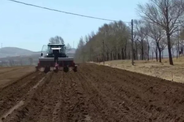 露地种植哈密瓜的方法，果实膨大期要浇透水