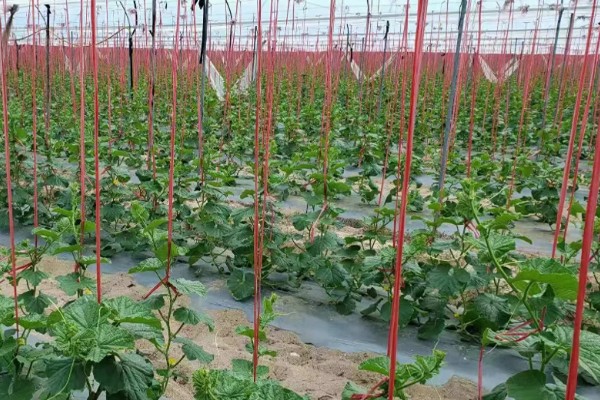 露地种植哈密瓜的方法，果实膨大期要浇透水