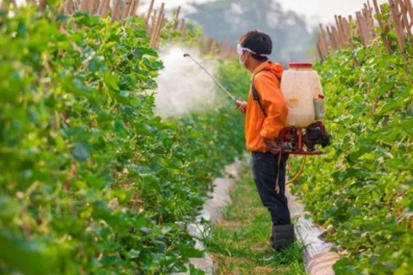 露地种植哈密瓜的方法，果实膨大期要浇透水