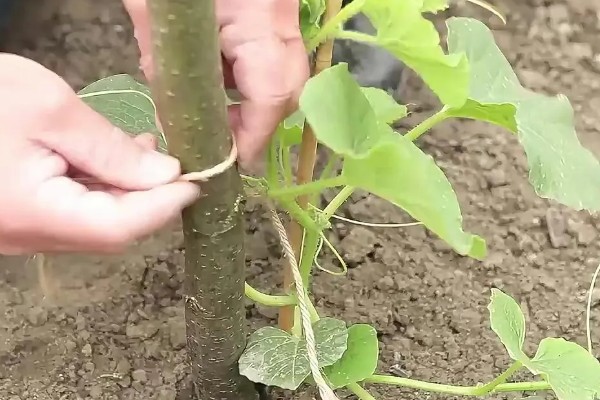 露地种植哈密瓜的方法，果实膨大期要浇透水