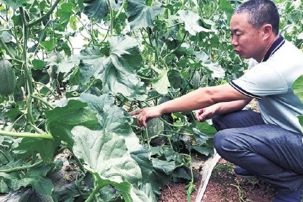 露地种植哈密瓜的方法，果实膨大期要浇透水