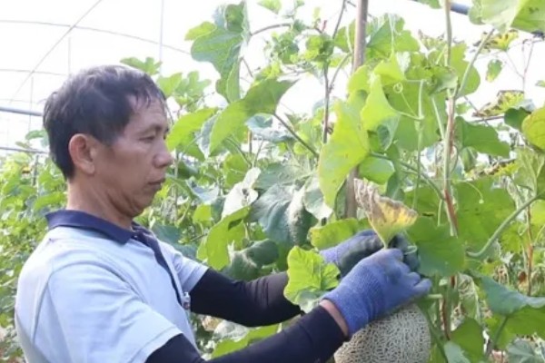 露地种植哈密瓜的方法，果实膨大期要浇透水