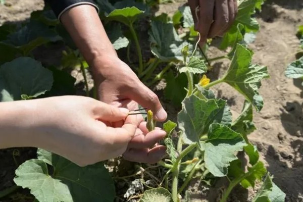 露地种植哈密瓜的方法，果实膨大期要浇透水