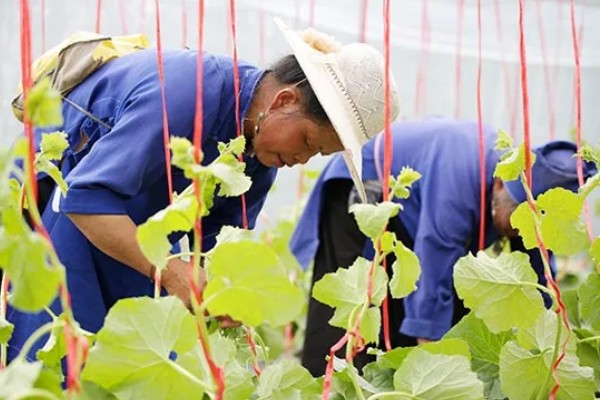 露地种植哈密瓜的方法，果实膨大期要浇透水