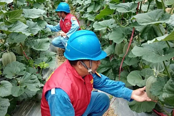 露地种植哈密瓜的方法，果实膨大期要浇透水