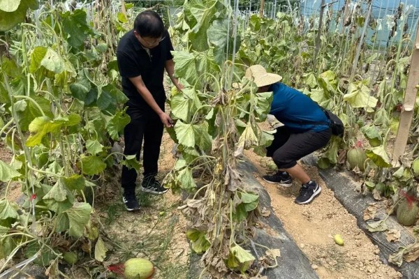 露地种植哈密瓜的方法，果实膨大期要浇透水