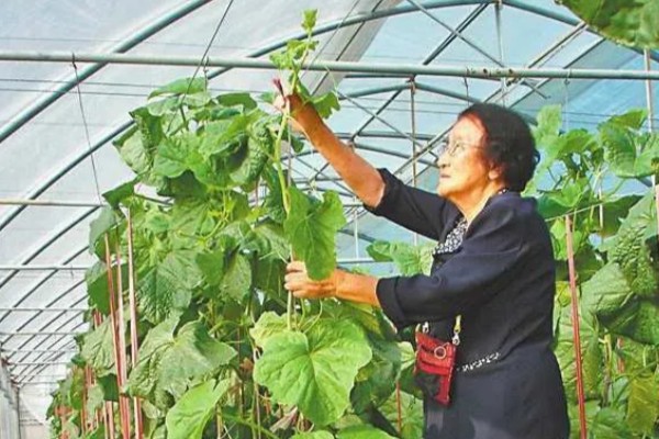 露地种植哈密瓜的方法，果实膨大期要浇透水